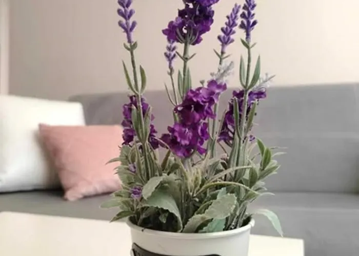 Apartment Dip Pomorie